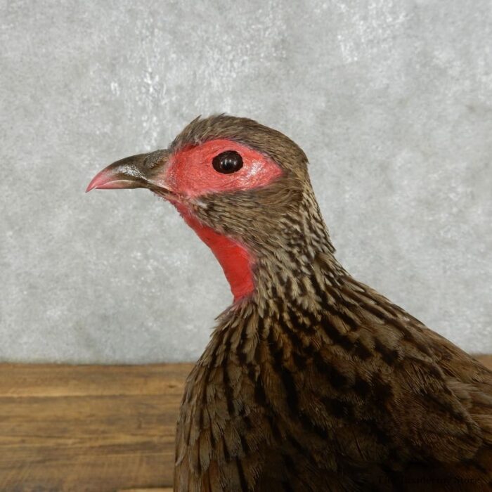 FRANCOLIN TAXIDERMY BIRD MOUNT FOR SALE