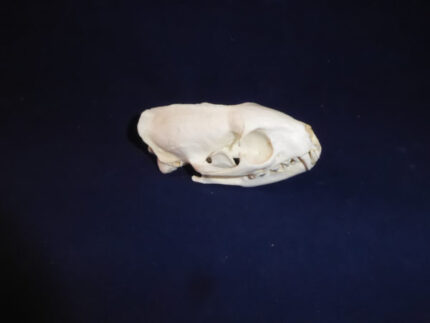 Egyptian Mongoose Skull Replica