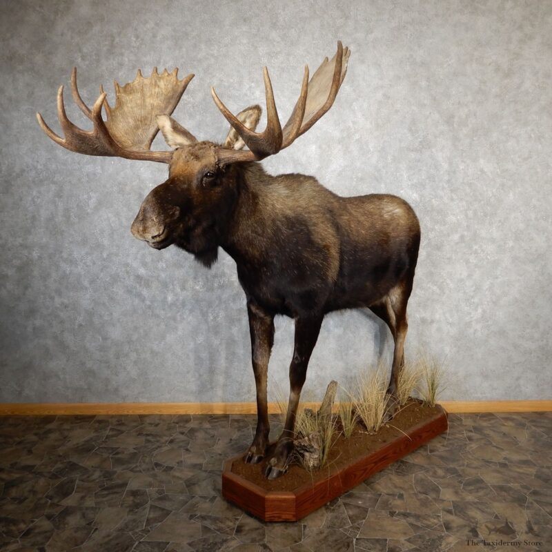 Eastern Canada/Maine Moose life-size taxidermy mount