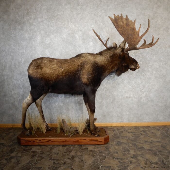 Eastern Canada/Maine Moose life-size taxidermy mount