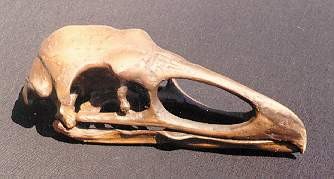 Teratornis Merriamai Bird Skull