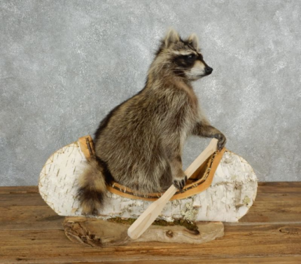 CANOEING RACCOON NOVELTY TAXIDERMY MOUNT FOR SALE