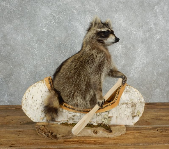 CANOEING RACCOON NOVELTY TAXIDERMY MOUNT FOR SALE