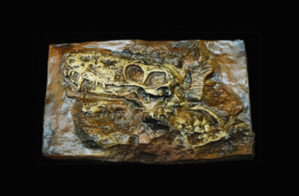 Gorgonopsial Skull Plaque