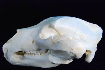 Alaskan Brown Bear Skull