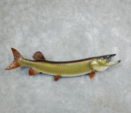 MUSKELLUNGE TAXIDERMY FISH MOUNT FOR SALE