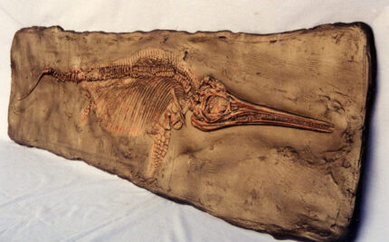 Ichthyosaur Skeleton Panel