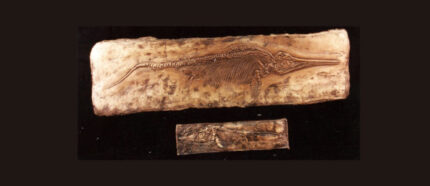 Ichthyosaur Skeleton Panel