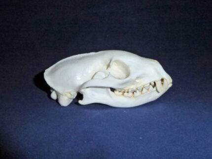 Jacksons Mongoose Skull Replica