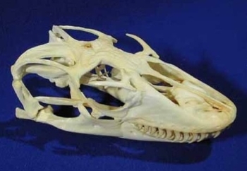 Komodo Dragon Female Skull