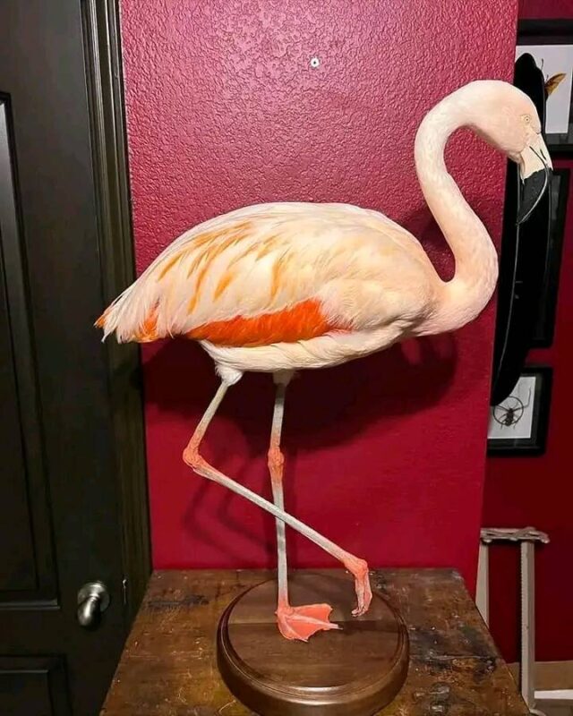Chilean flamingo for sale