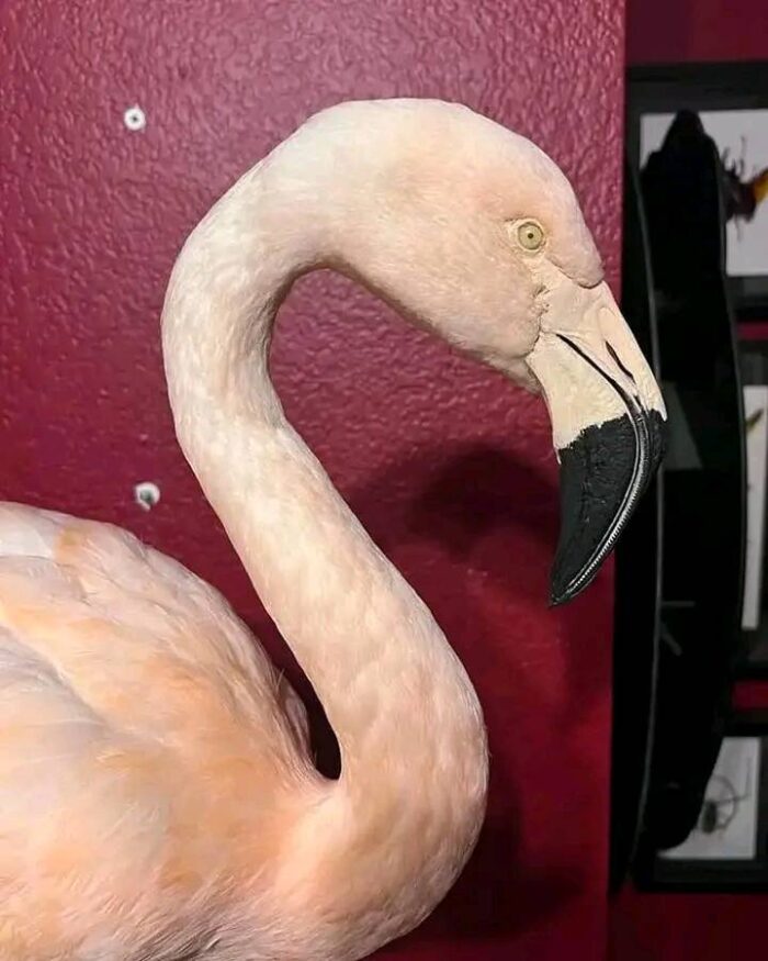 Chilean flamingo for sale