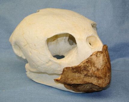 Loggerhead Turtle Skull Replica