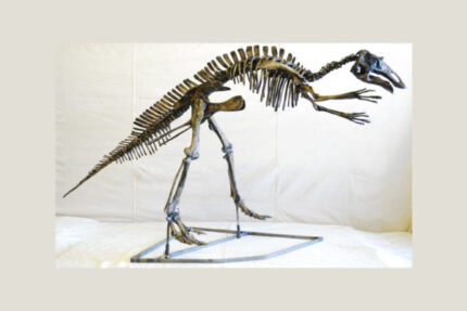 Maiasaura Juvenile Skeleton Replica