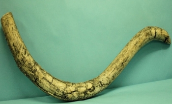 Woolly Mammoth Tusk Replica