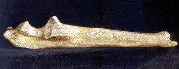 American Lion Ulna Radius