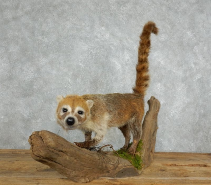 SOUTH AMERICAN COATIMUNDI TAXIDERMY MOUNT FOR SALE