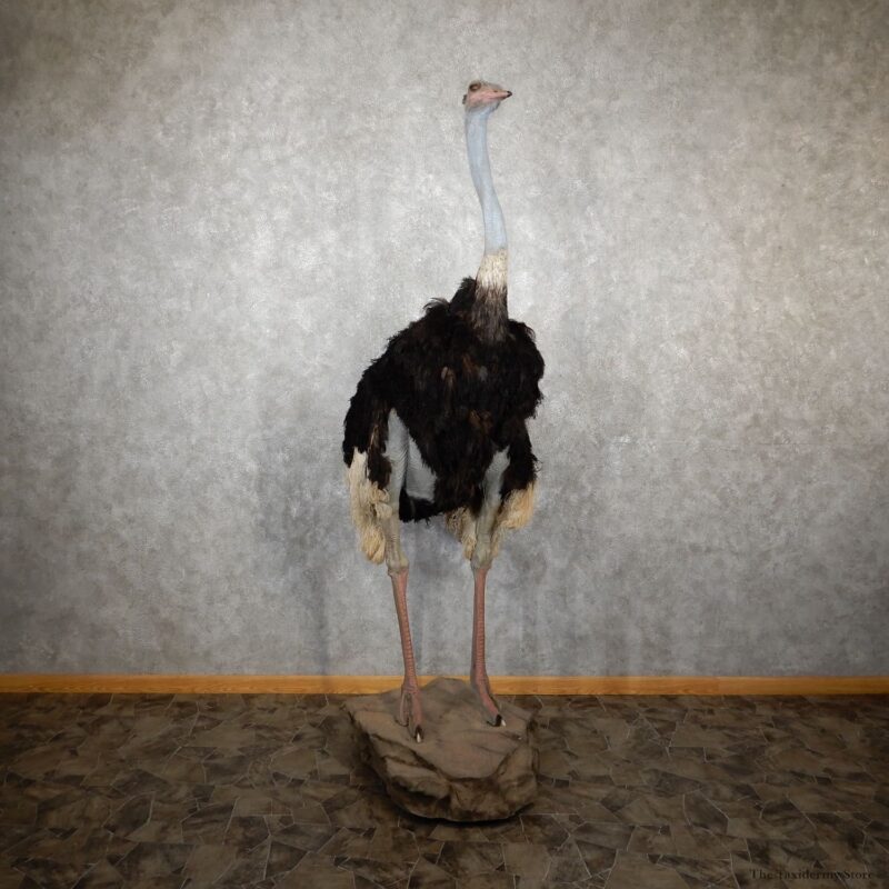 STANDING OSTRICH LIFE-SIZE TAXIDERMY MOUNT FOR SALE