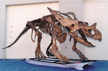 Chasmosaurus Belli Skeleton Replica