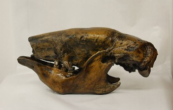 Shasta Ground Sloth Skull