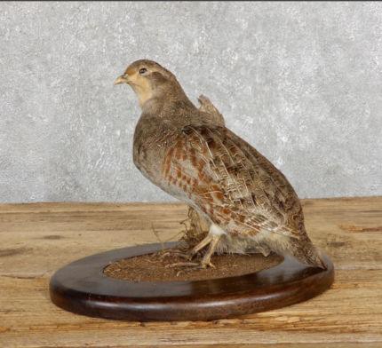 HUNGARIAN GREY PARTRIDGE TAXIDERMY MOUNT FOR SALE