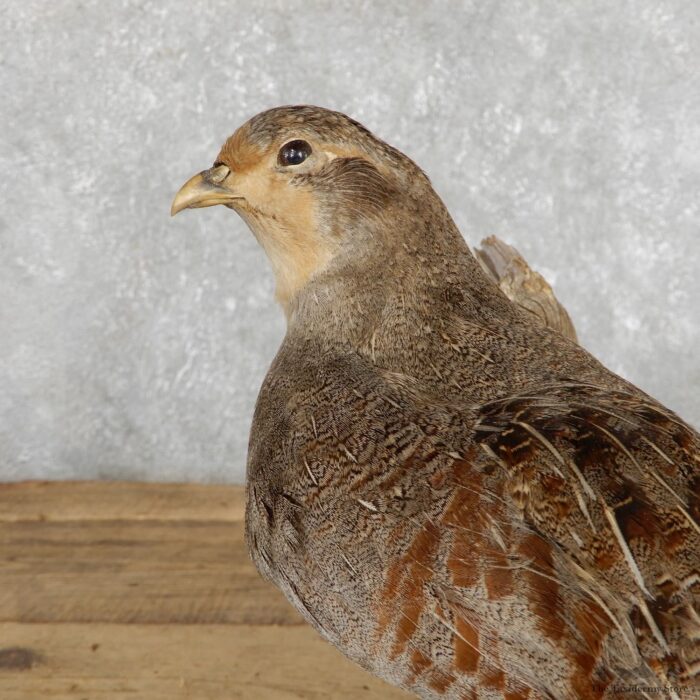 HUNGARIAN GREY PARTRIDGE TAXIDERMY MOUNT FOR SALE