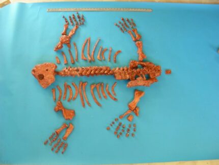 Pareiasaurus Juvenile Skeleton Disarticulated