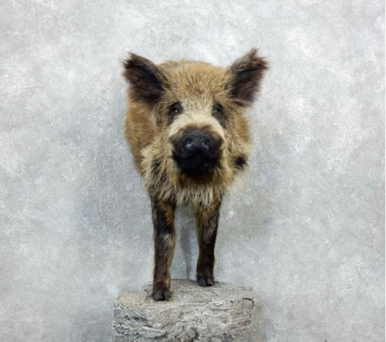 Russian Boar taxidermy half-life-size mount