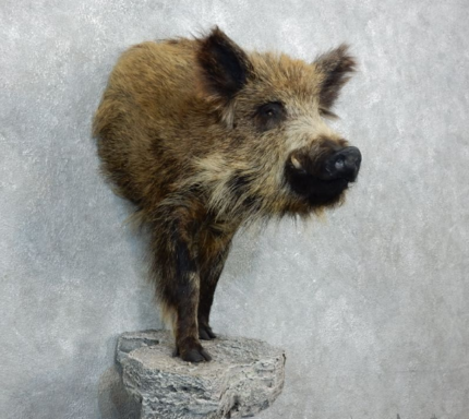 Russian Boar taxidermy half-life-size mount