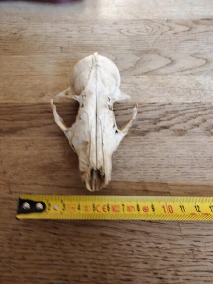 Red Fox skull (Vulpes vulpes)