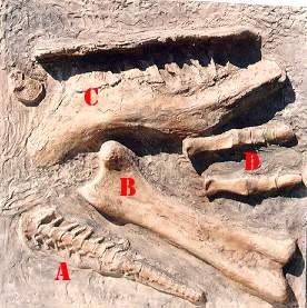 Chasmosaurus Dinosaur Elements Sand Box Panel