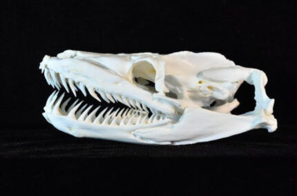 Reticulated Python Skull Replica