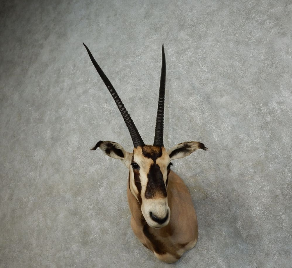 Fringe-Eared Oryx taxidermy shoulder mount