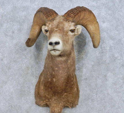 Desert Bighorn Sheep taxidermy shoulder mount