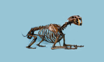 Saber-Tooth Cat Skeleton Unmounted