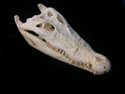 Salt Water Crocodile Skull