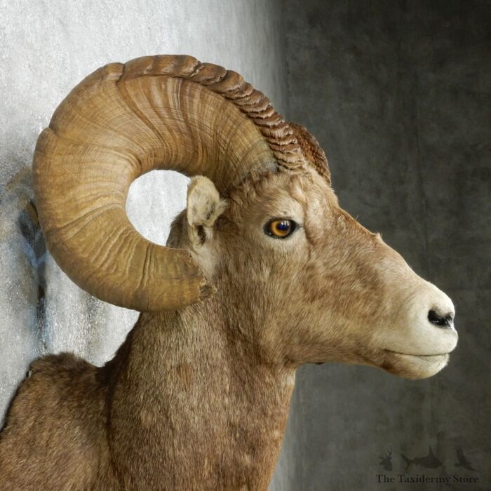 Desert Bighorn Sheep taxidermy shoulder mount