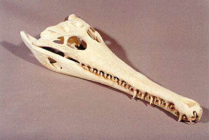 Slender Snouted Crocodile Skull