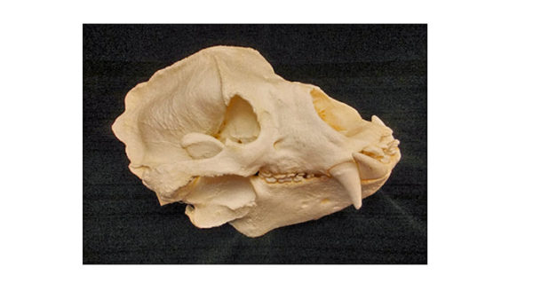 Sloth Bear Skull Replica