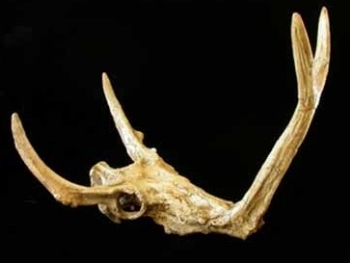 Synthetoceras Tricornatus Skull Replica