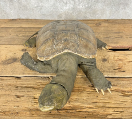 COMMON SNAPPING TURTLE TAXIDERMY MOUNT FOR SALE