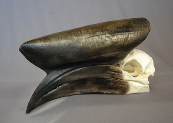 Black-Casqued Hornbill Male Skull