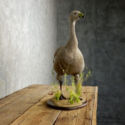 CAPE BARREN GOOSE TAXIDERMY MOUNT FOR SALE