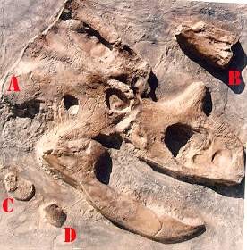 Chasmosaurus Fossil Dig Panel