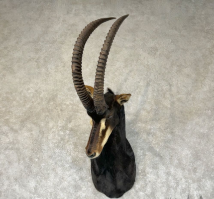 AFRICAN SABLE TAXIDERMY SHOULDER MOUNT FOR SALE