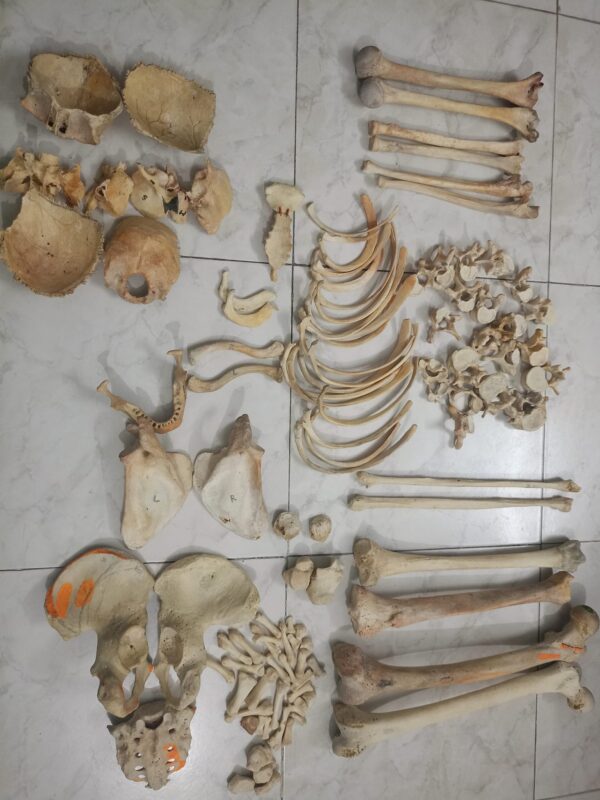 Fresh full set of bones for sale