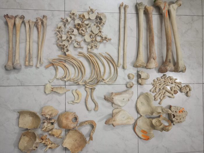 Fresh full set of bones for sale