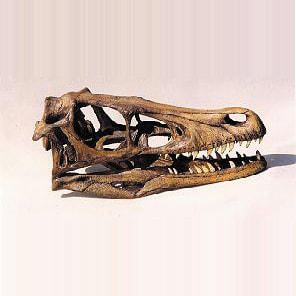 Velociraptor Dinosaur Skull Replica