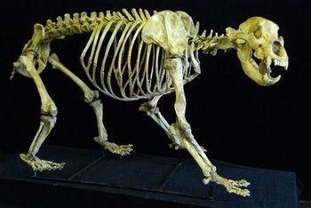 Cave Bear Mounted Skeleton