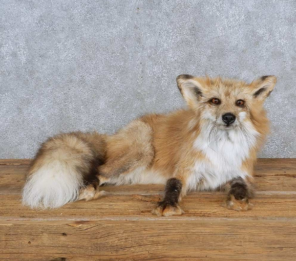 LAYING AMBER FOX LIFE-SIZE TAXIDERMY MOUNT FOR SALE